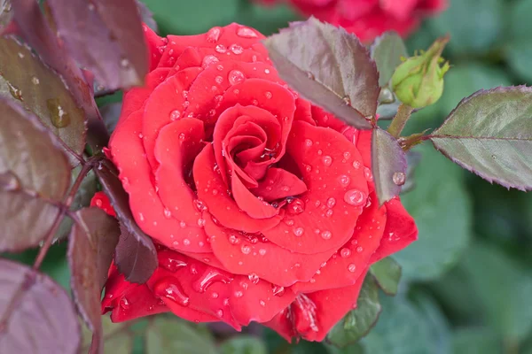 Dew on red rose