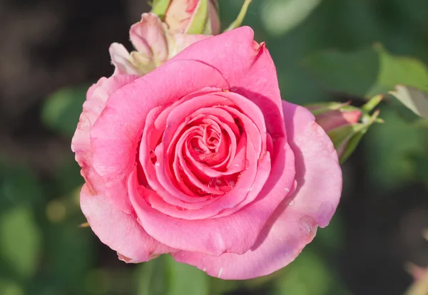 Krásná růžová růže — Stock fotografie