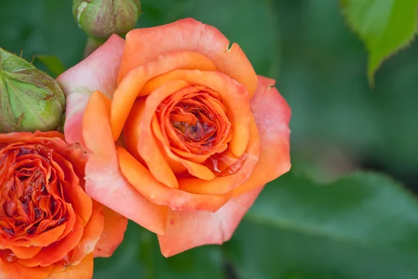 Rosa amarela bonita — Fotografia de Stock