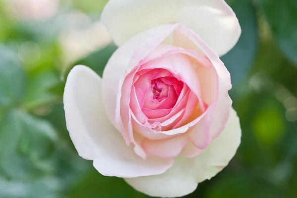 Piękny biały i różowy pinkrose — Zdjęcie stockowe