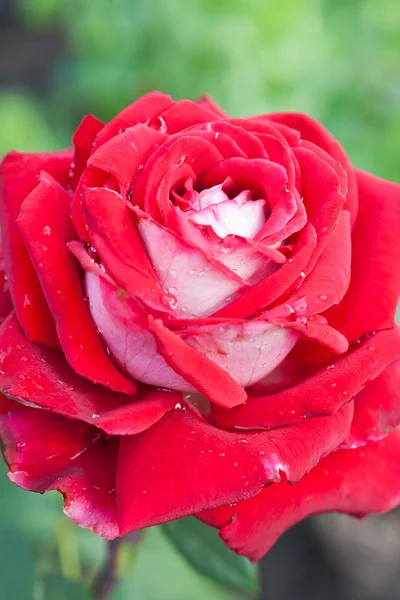 Dugg på rød rose – stockfoto