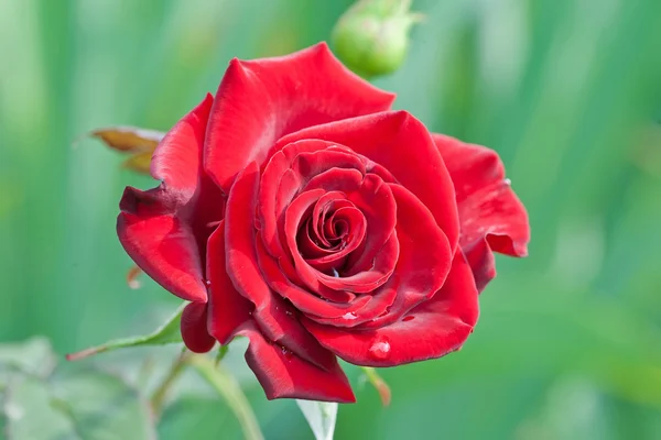Tau auf roter Rose — Stockfoto