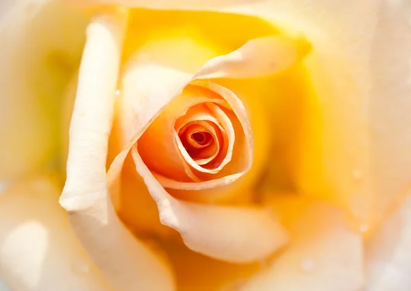 Hermosa rosa amarilla — Foto de Stock