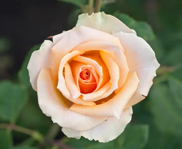 Beautiful yellow rose — Stock Photo, Image