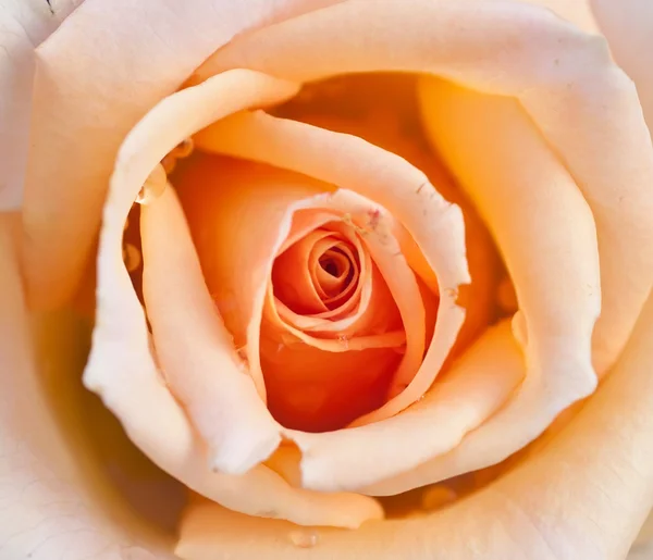 Bella rosa gialla — Foto Stock