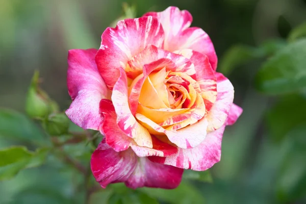 Krásná růžová růže — Stock fotografie