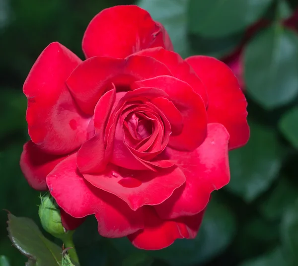 Vakre røde roser – stockfoto
