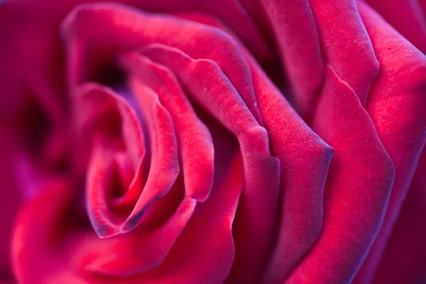 Vakre røde roser – stockfoto
