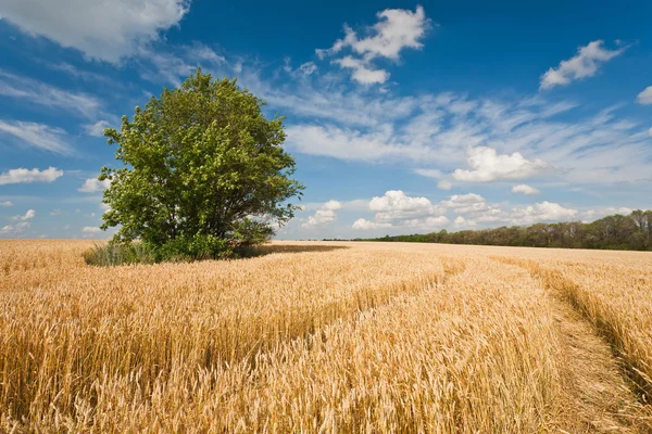 Árbol solo en campo de trigo — Foto de Stock