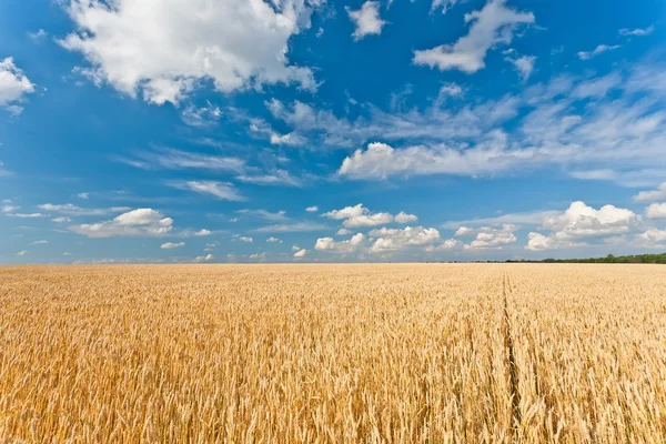 Стиглі пшенична сфера — стокове фото
