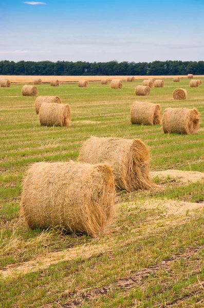 Field with straw bale — Stock Photo, Image