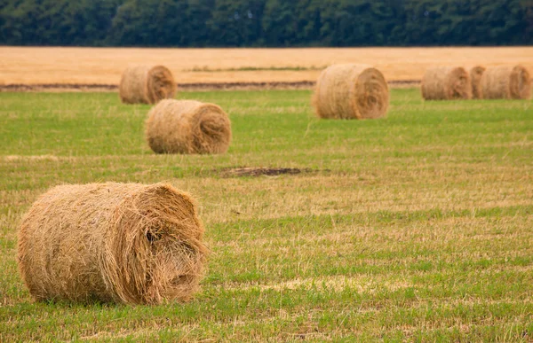Field with straw bale — Stock Photo, Image