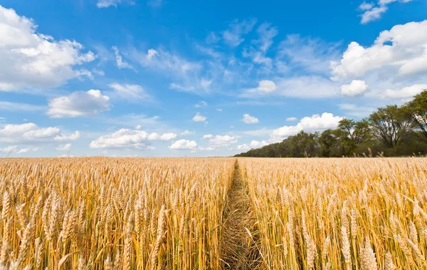 Zralé pšeničné pole — Stock fotografie