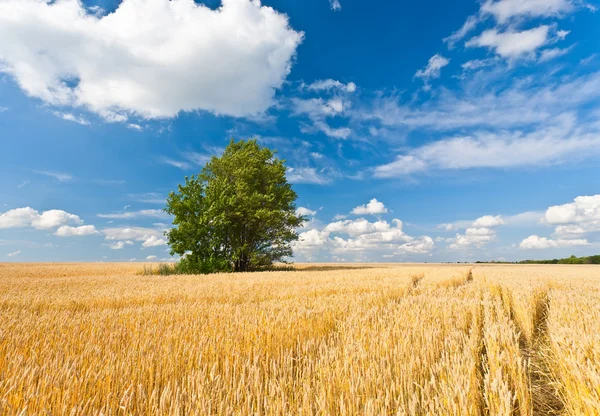Sám strom v pšeničné pole — Stock fotografie