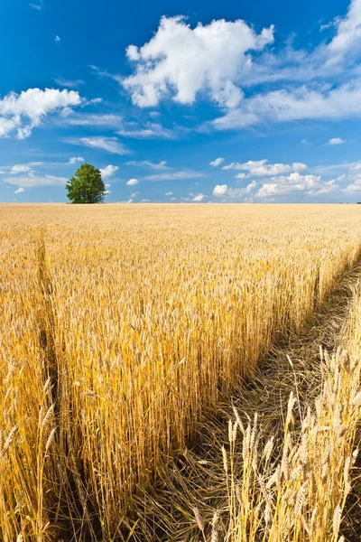 Самотнє дерево в пшеничному полі — стокове фото