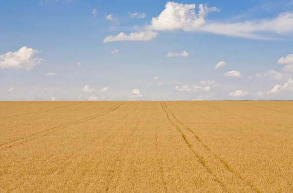 Спелые пшеничные поля — стоковое фото