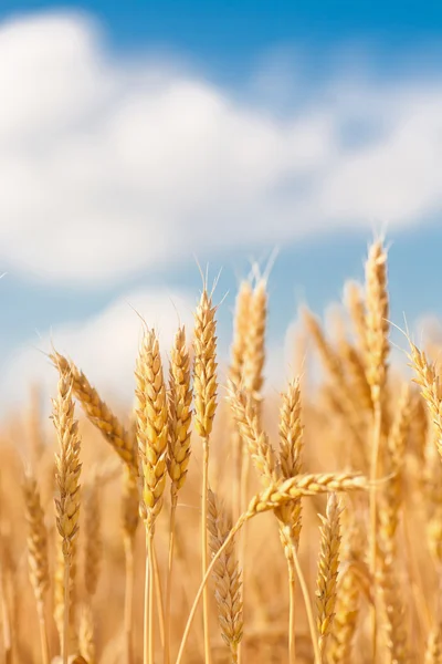 Spighe d'oro di grano sotto il cielo — Foto Stock