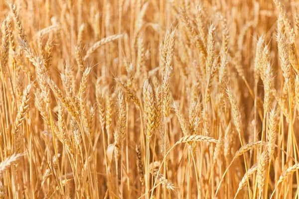 Épis d'or de blé sous le ciel — Photo
