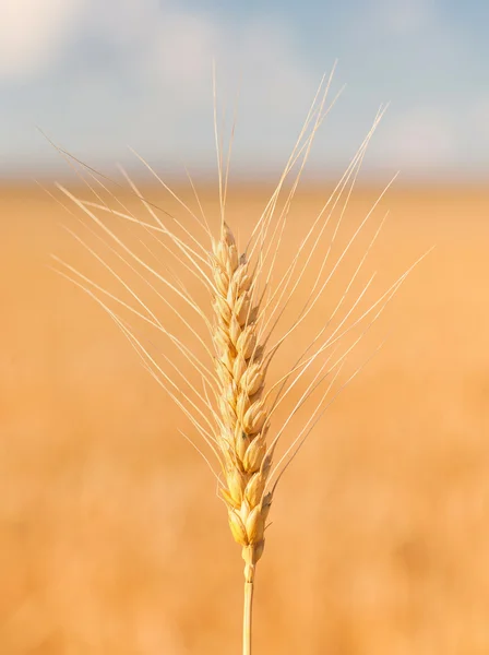 Золоті вуха пшениці під небом — стокове фото
