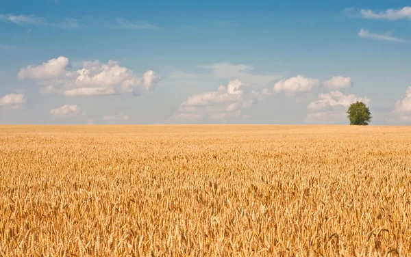 Одинокое дерево на пшеничном поле — стоковое фото