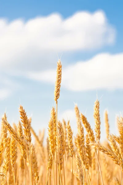 Espigas de oro de trigo bajo el cielo — Foto de Stock