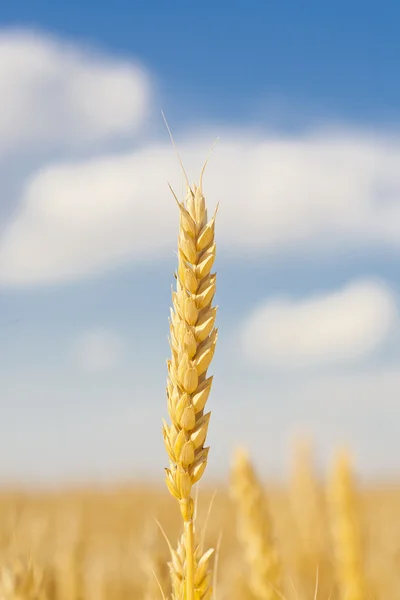 Золотые колосья пшеницы под небом — стоковое фото
