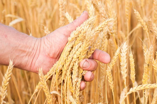 Ripe golden wheat ears in her hand Royalty Free Stock Images