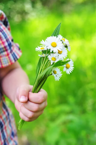 stock image Bouquet of daisies