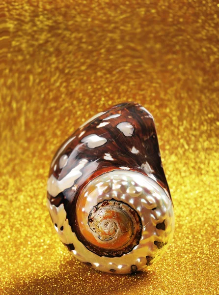 Nautilus shell — Stockfoto