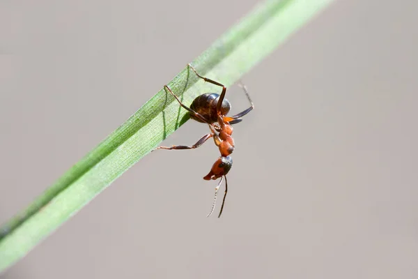 Formiga sentada em uma lâmina — Fotografia de Stock