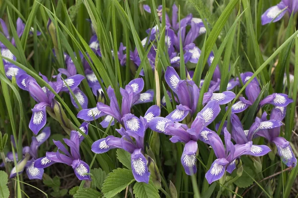 Iris versicolor — Stockfoto