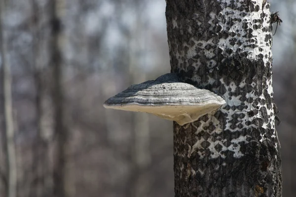 Грибок на дереве — стоковое фото