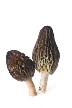 Morchella conica