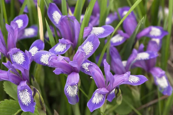 Iris versicolor — Stockfoto