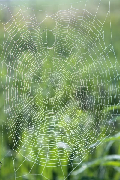 Teias de aranha — Fotografia de Stock