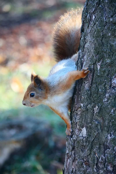 Écureuil sur l'arbre — Photo