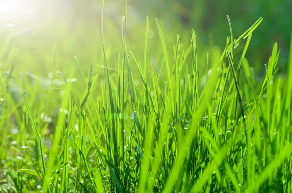 Zielona trawa z słońce tło — Zdjęcie stockowe
