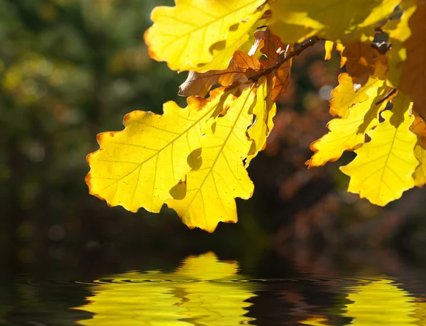 Gele eikenbladeren over water — Stockfoto