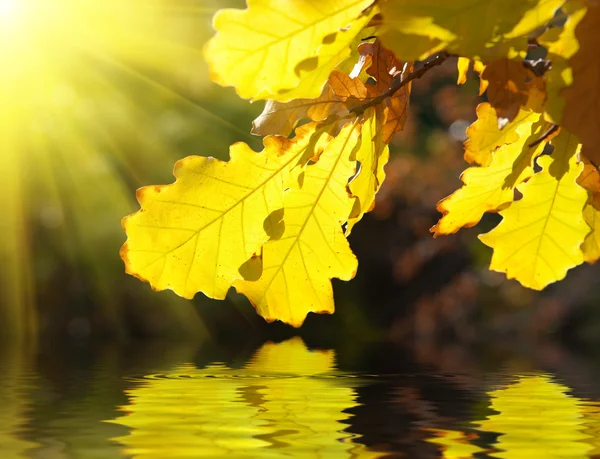 Gele eikenbladeren over water — Stockfoto