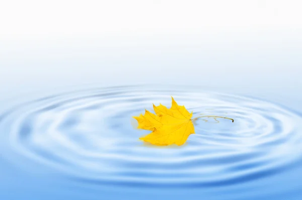 Yellow maple leaf on water — Stock Photo, Image