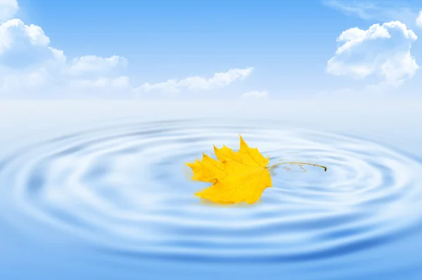 Yellow maple leaf on water — Stock Photo, Image