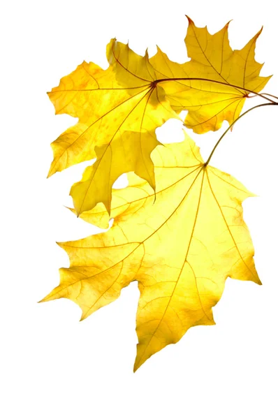 Bando de folhas de bordo amarelas — Fotografia de Stock