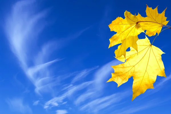 Bunch of yellow maple leaves — Stock Photo, Image