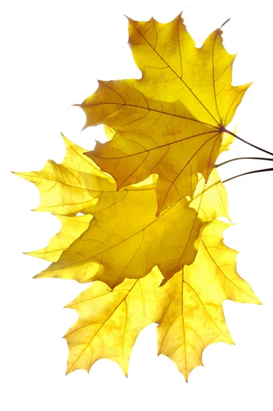 Bunch of yellow maple leaves — Stock Photo, Image