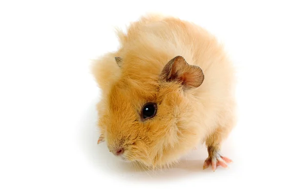 Brown guinea pig — Stock Photo, Image