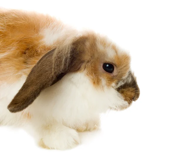 茶色のスコティッシュフォールド ウサギ — ストック写真