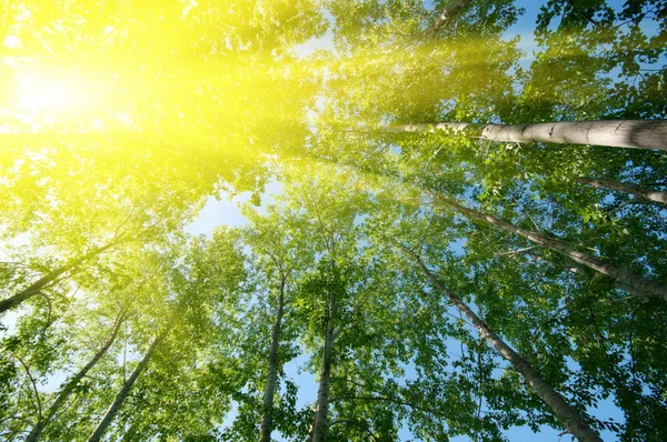 Сонце над листя — стокове фото