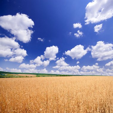buğday alan mavi gökyüzü altında