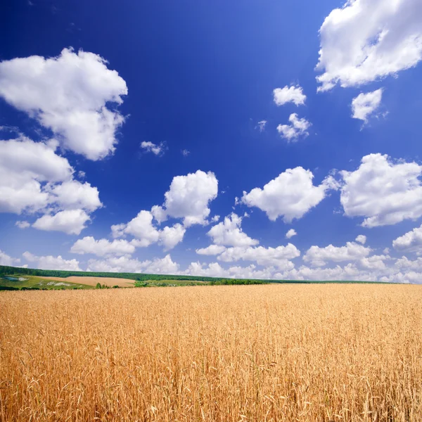 Пшеничное поле под голубым небом — стоковое фото