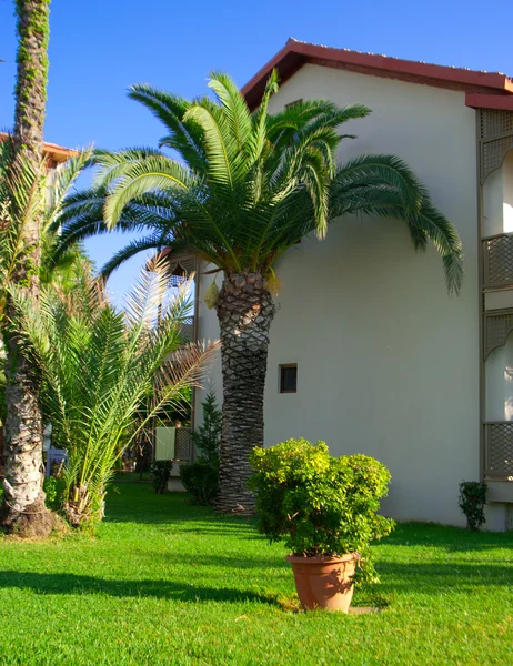 Jardín con palmeras —  Fotos de Stock